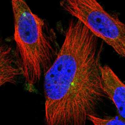 Immunocytochemistry/ Immunofluorescence: PCYT2 Antibody [NBP1-83951]