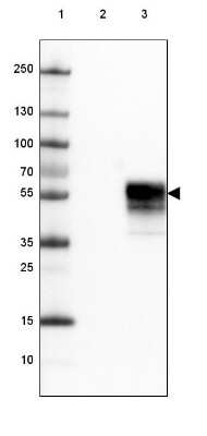 Western Blot: PD-1 Antibody (CL3624) [NBP2-61625]