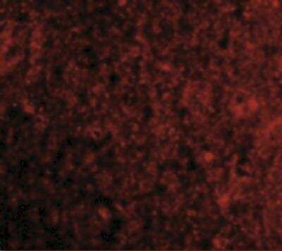 Immunocytochemistry/ Immunofluorescence: PD-1 Antibody - BSA Free [NBP1-77276]
