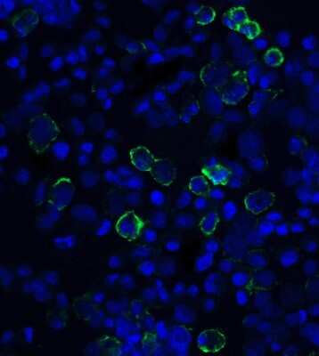 Immunocytochemistry/ Immunofluorescence: PD-L1 Antibody (F2G2) - VHH - Azide and BSA Free [NBP3-12826]