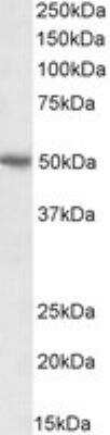 Western Blot: PD-L1 Antibody [NB300-903]