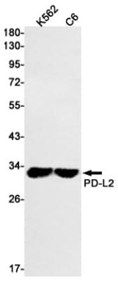 Western Blot: PD-L2/B7-DC/PDCD1LG2 Antibody (S02-2A1) [NBP3-19490]