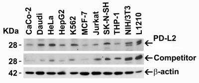 Western Blot: PD-L2/B7-DC/PDCD1LG2 AntibodyBSA Free [NBP1-76770]