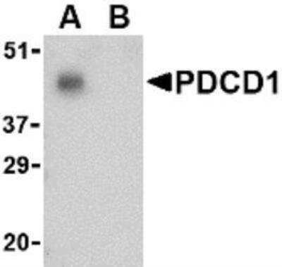 Western Blot: PD-1 Antibody Blocking Peptide [NBP1-77276PEP]