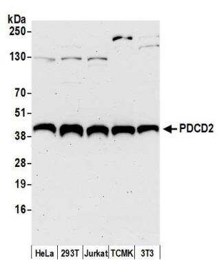Western Blot: PDCD2 Antibody [NBP2-04042]