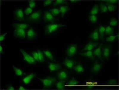 Immunocytochemistry/ Immunofluorescence: PDCD2L Antibody (5F9) [H00084306-M01]
