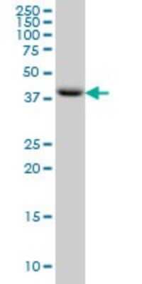 Western Blot: PDCD2L Antibody (5F9) [H00084306-M01]
