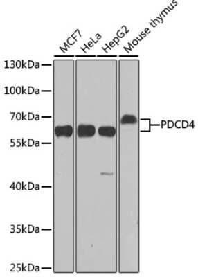 Western Blot: PDCD4 AntibodyBSA Free [NBP3-03401]
