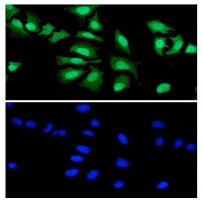 Immunocytochemistry/ Immunofluorescence: PDCD4 Antibody (k4C1) - BSA Free [NBP1-04329]