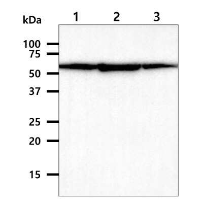 Western Blot: PDCD4 Antibody (k4C1)BSA Free [NBP1-04329]