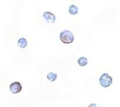 Immunocytochemistry/ Immunofluorescence: PDCD5 Antibody - BSA Free [NBP1-76991]