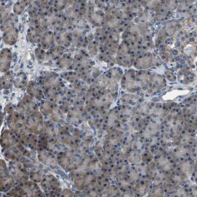 Immunohistochemistry-Paraffin: PDCD5 Antibody [NBP1-82656]