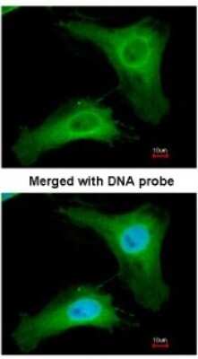 Immunocytochemistry/ Immunofluorescence: PDCL Antibody [NBP1-32523]