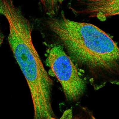Immunocytochemistry/ Immunofluorescence: PDCL Antibody [NBP1-85078]