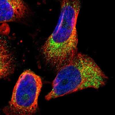 Immunocytochemistry/ Immunofluorescence: PDCL Antibody [NBP1-85079]