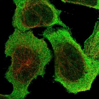 Immunocytochemistry/ Immunofluorescence: PDCL3 Antibody [NBP1-80626]