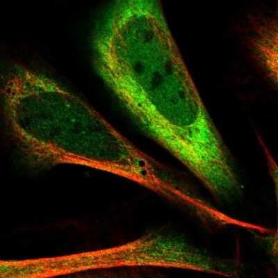 Immunocytochemistry/ Immunofluorescence: PDCL3 Antibody [NBP1-80627]