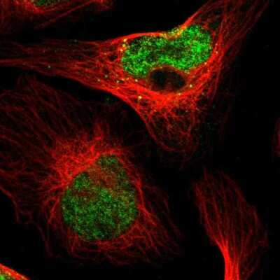 Immunocytochemistry/ Immunofluorescence: PDDC1 Antibody [NBP1-93843]