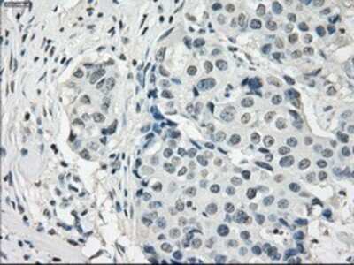 Immunohistochemistry-Paraffin: PDE10A Antibody (OTI1C9) [NBP1-47909]