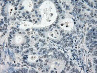 Immunohistochemistry-Paraffin: PDE10A Antibody (OTI1C9) [NBP1-47909]