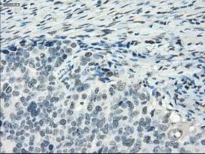 Immunohistochemistry-Paraffin: PDE10A Antibody (OTI1C9) [NBP1-47909]