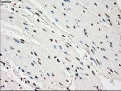 Immunohistochemistry-Paraffin: PDE10A Antibody (OTI1C9) [NBP1-47909]