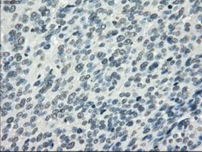 Immunohistochemistry-Paraffin: PDE10A Antibody (OTI1C9) [NBP1-47909]