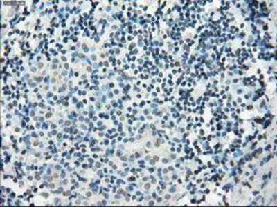 Immunohistochemistry-Paraffin: PDE10A Antibody (OTI1C9) [NBP1-47909]