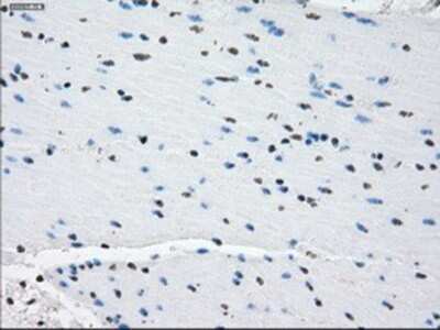 Immunohistochemistry-Paraffin: PDE10A Antibody (OTI1C9) [NBP1-47909]