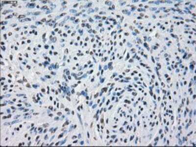 Immunohistochemistry-Paraffin: PDE10A Antibody (OTI1C9) [NBP1-47909]