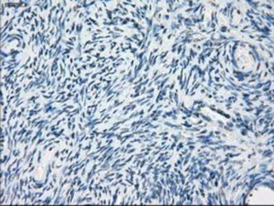 Immunohistochemistry-Paraffin: PDE10A Antibody (OTI1C9) [NBP1-47909]