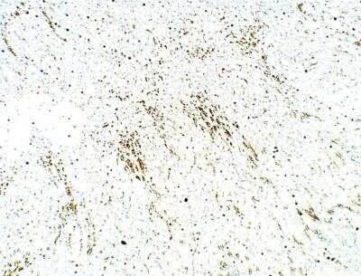Immunohistochemistry-Paraffin: PDE12 Antibody [NBP3-12331]