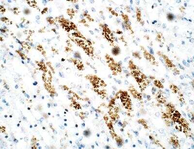 Immunohistochemistry-Paraffin: PDE12 Antibody [NBP3-12331]