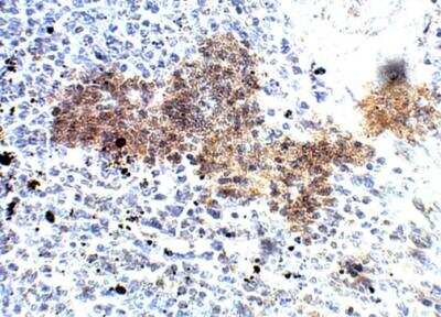 Immunohistochemistry-Paraffin: PDE12 Antibody [NBP3-12332]