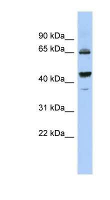 Western Blot: PDE12 Antibody [NBP1-70672]