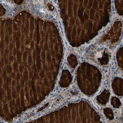 Immunohistochemistry-Paraffin: PDE1A Antibody [NBP1-86009]