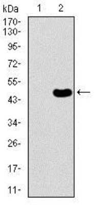 Western Blot: PDE1B Antibody (5C4A3)BSA Free [NBP2-37404]