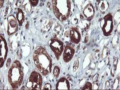 Immunohistochemistry-Paraffin: PDE1B Antibody (OTI6E4) [NBP2-01063]