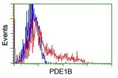 Flow Cytometry: PDE1B Antibody (OTI6E4) - Azide and BSA Free [NBP2-73278]