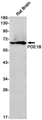 Western Blot: PDE1B Antibody (S03-6F9) [NBP3-19732]