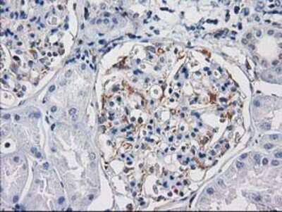 Immunohistochemistry-Paraffin: PDE2A Antibody (OTI3A4) [NBP2-03598]