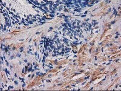 Immunohistochemistry: PDE2A Antibody (OTI3A4) - Azide and BSA Free [NBP2-73288]