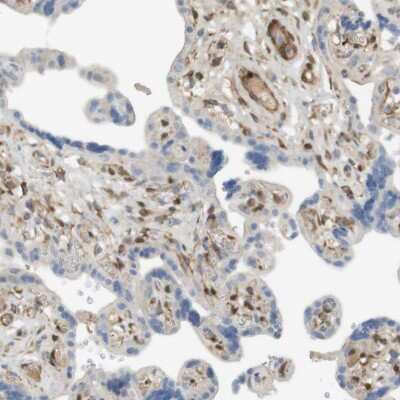 Immunohistochemistry-Paraffin: PDE3A Antibody [NBP1-85645]