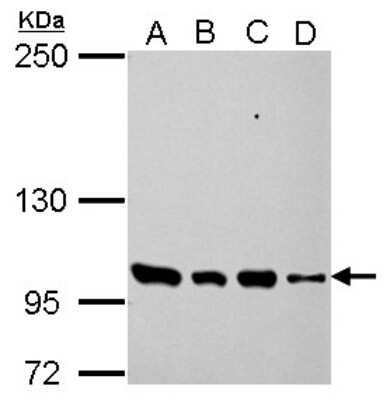 Western Blot: PDE3A Antibody [NBP2-19744]