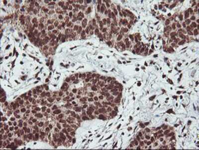Immunohistochemistry-Paraffin: PDE4B Antibody (OTI1D12) [NBP2-01171]