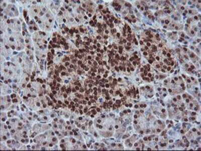 Immunohistochemistry-Paraffin: PDE4B Antibody (OTI1D12) [NBP2-01171]
