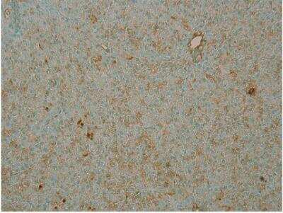 Immunohistochemistry-Paraffin: PDE4B Antibody [NBP3-12243]