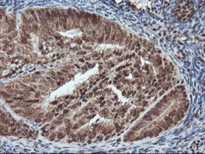 Immunohistochemistry: PDE4B Antibody (OTI1D12) - Azide and BSA Free [NBP2-73292]