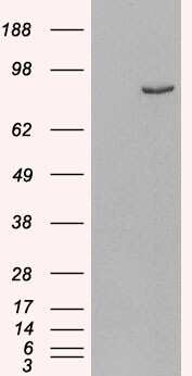 Western Blot: PDE4B Antibody [NB100-2562]