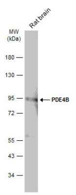 Western Blot: PDE4B Antibody [NBP2-19745]